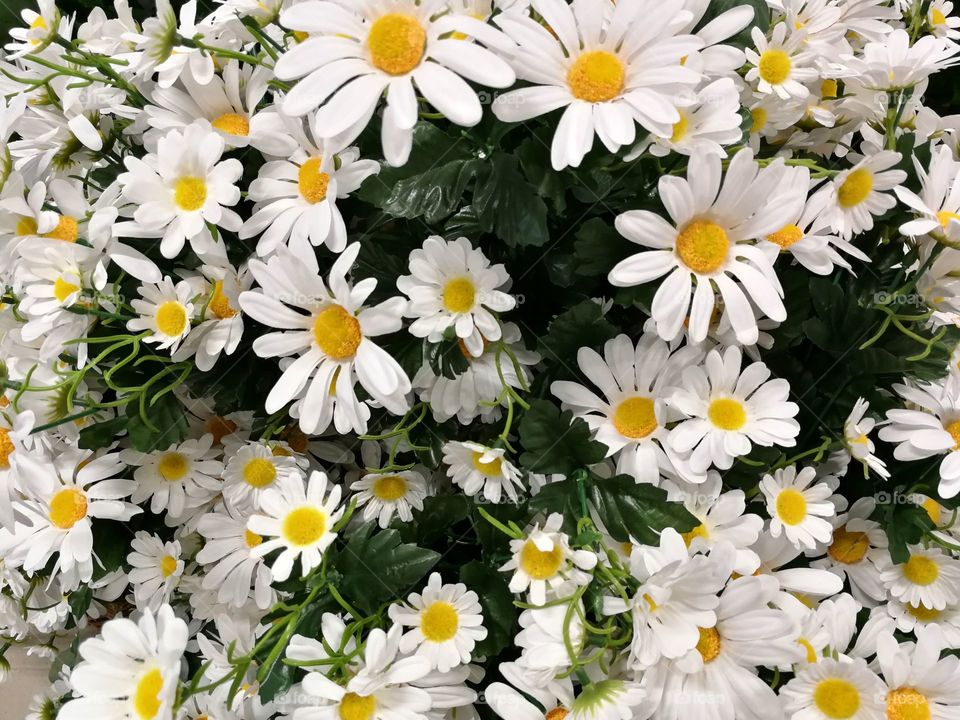 Chamomile flowers new year paint green color bright gift