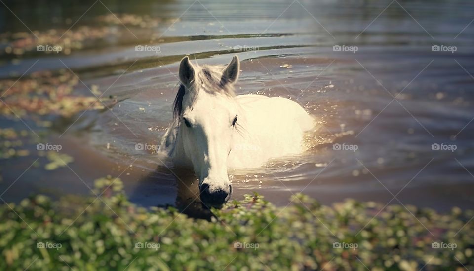 My Beautiful gray horse swimming in a pond means summertime is here