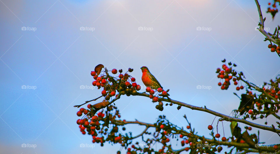 mocking bird on a branch during spring