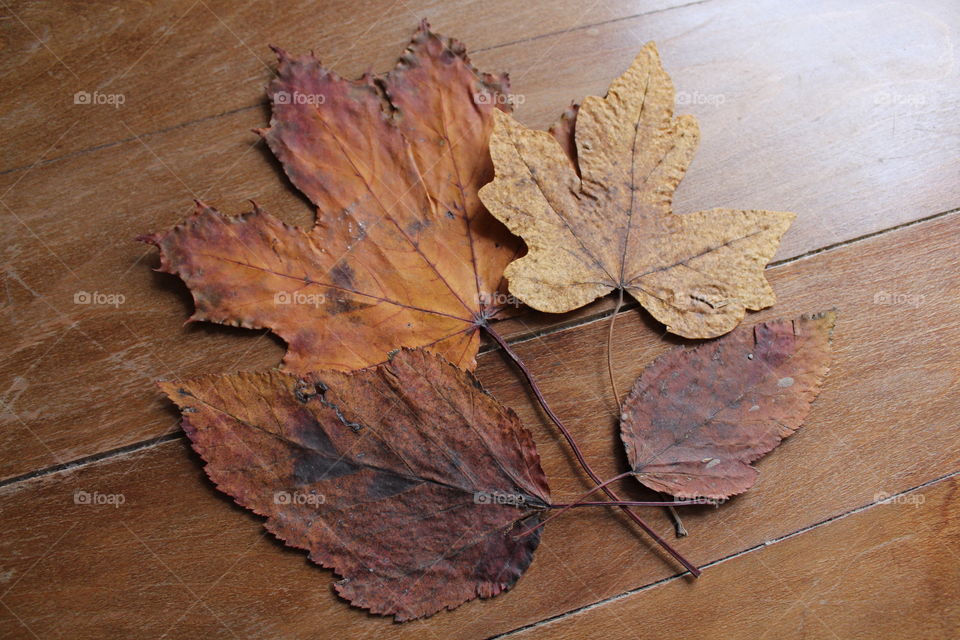 Autumn leaves on wooden table