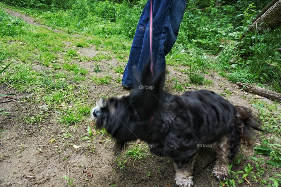 Dog on a Leash Rebelling