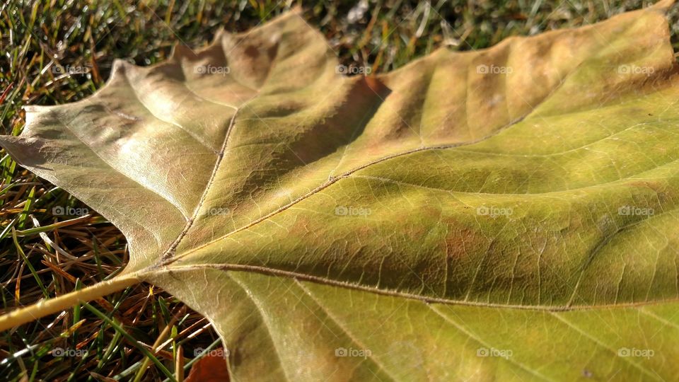 Large fall leaf.