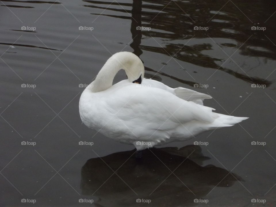 Swan Preening