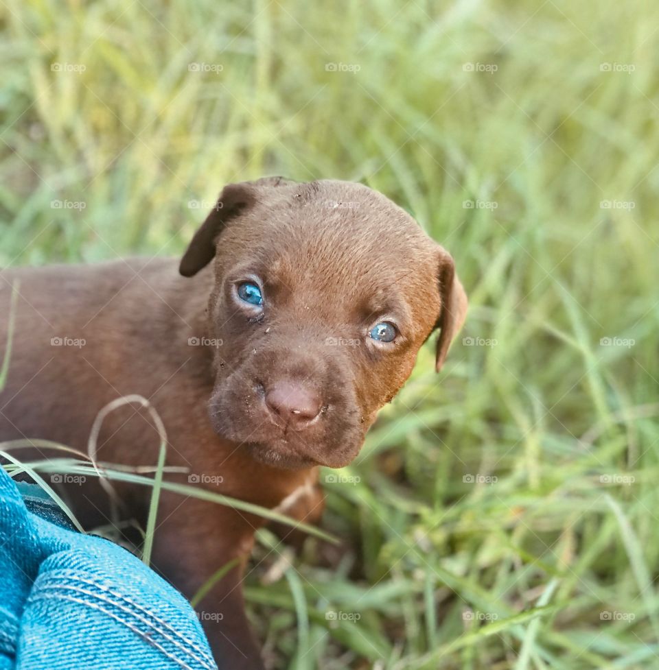 Chocolate puppy with beautiful eyes in the woods of South Georgia.