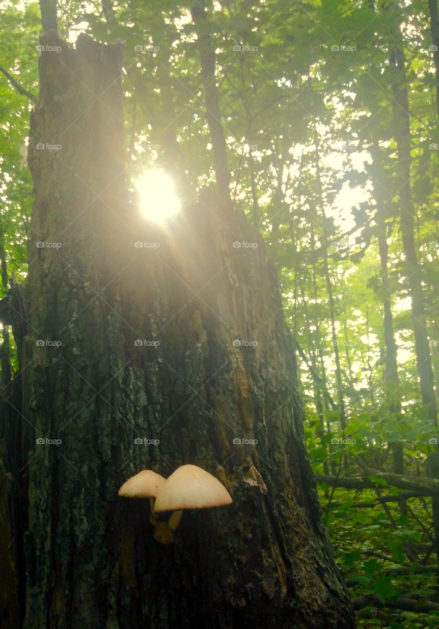 Sun crowned stump