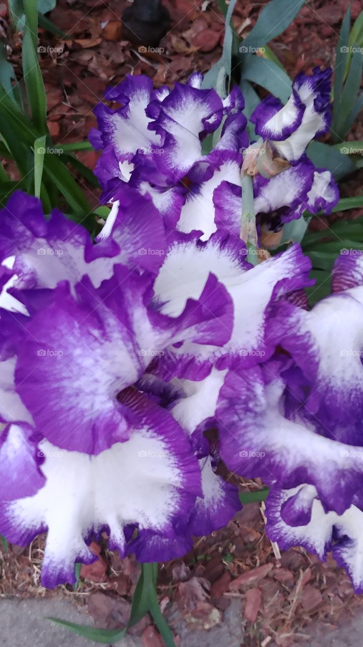 Purple and white bearded irises