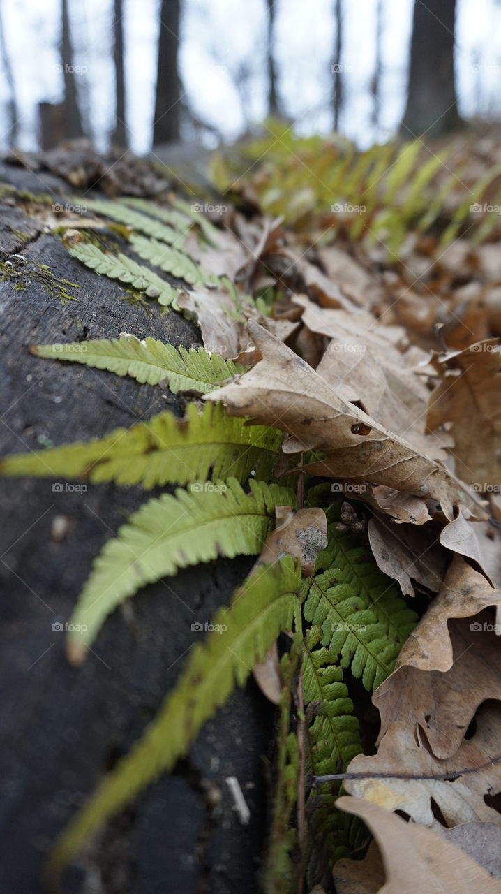nature#fern#forest#foliage