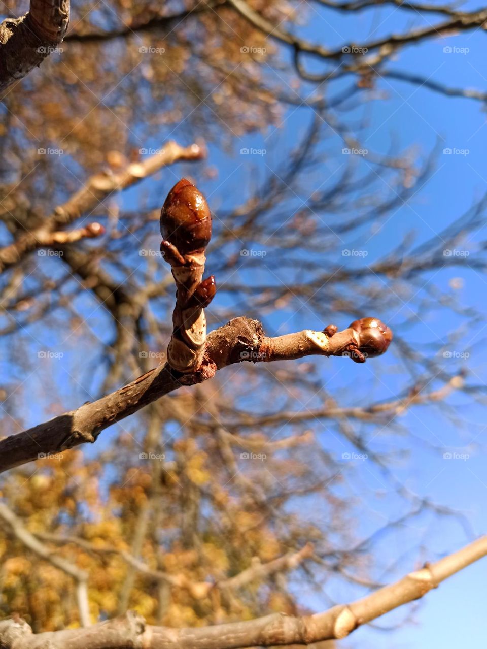 Fall Wins! (Bonus Exclusive Mission)