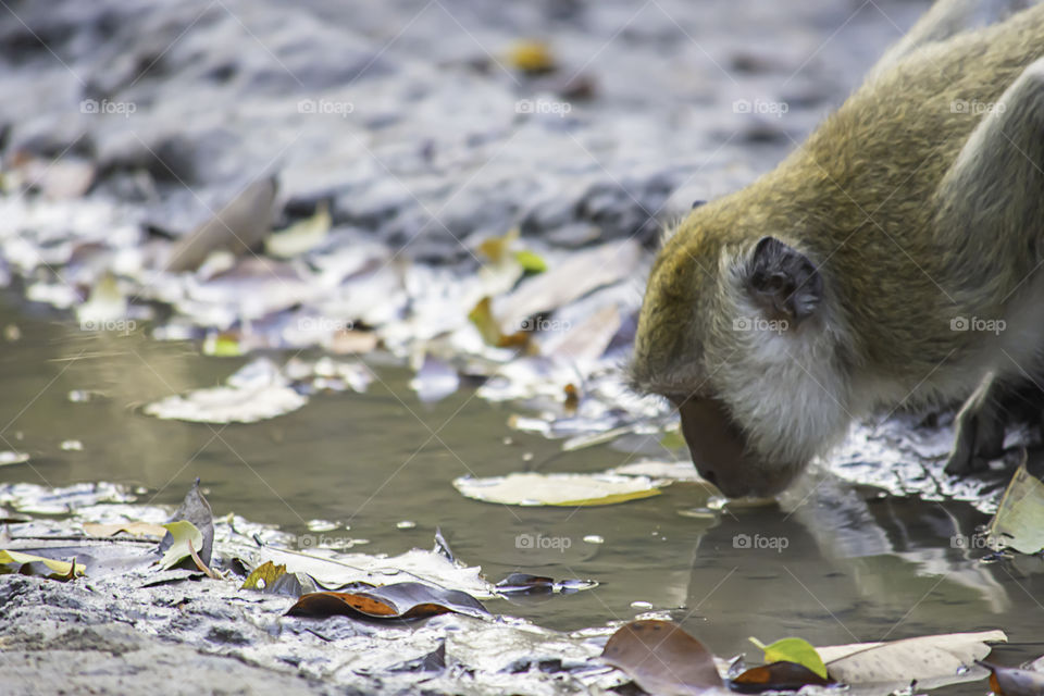 Monkey drinking water in puddles on the ground.