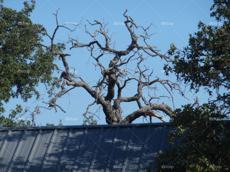 poltergeist tree. This is a picture of a tree that I saw while out exploring this morning. 👣 🚶 🏃 🔥 💨
