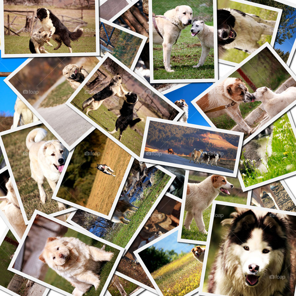 many dog collage