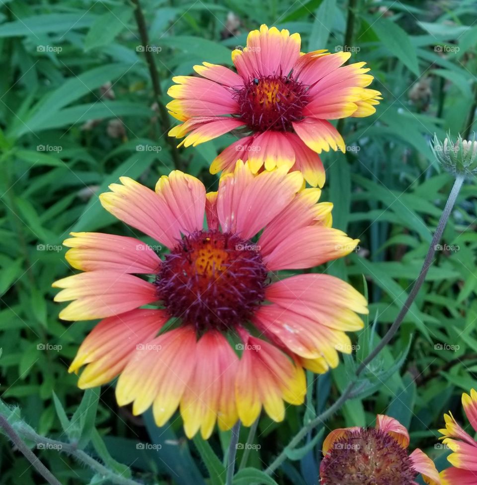 Pink and yellow flowers