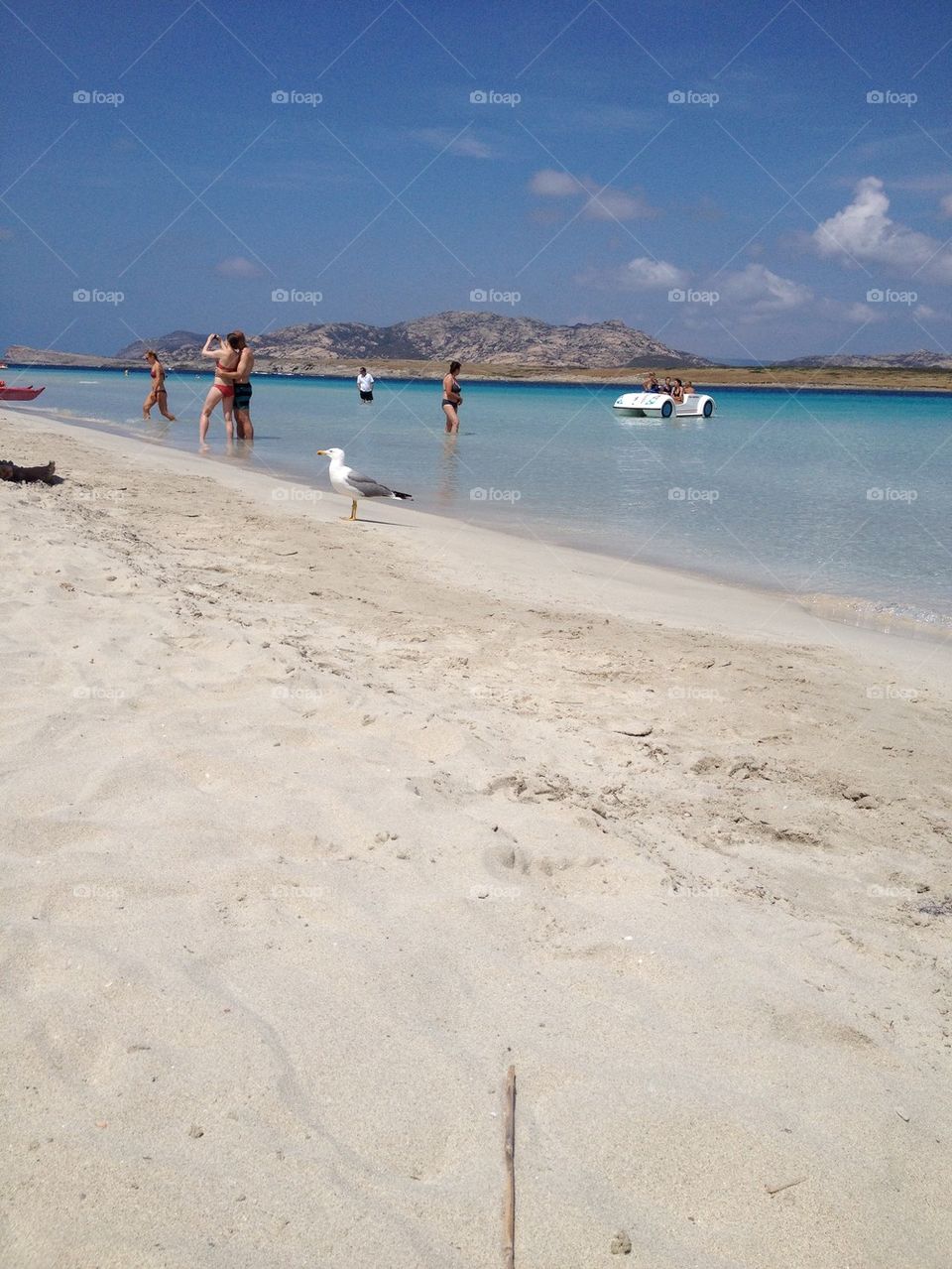 A lovely dag at Stintino Beach 