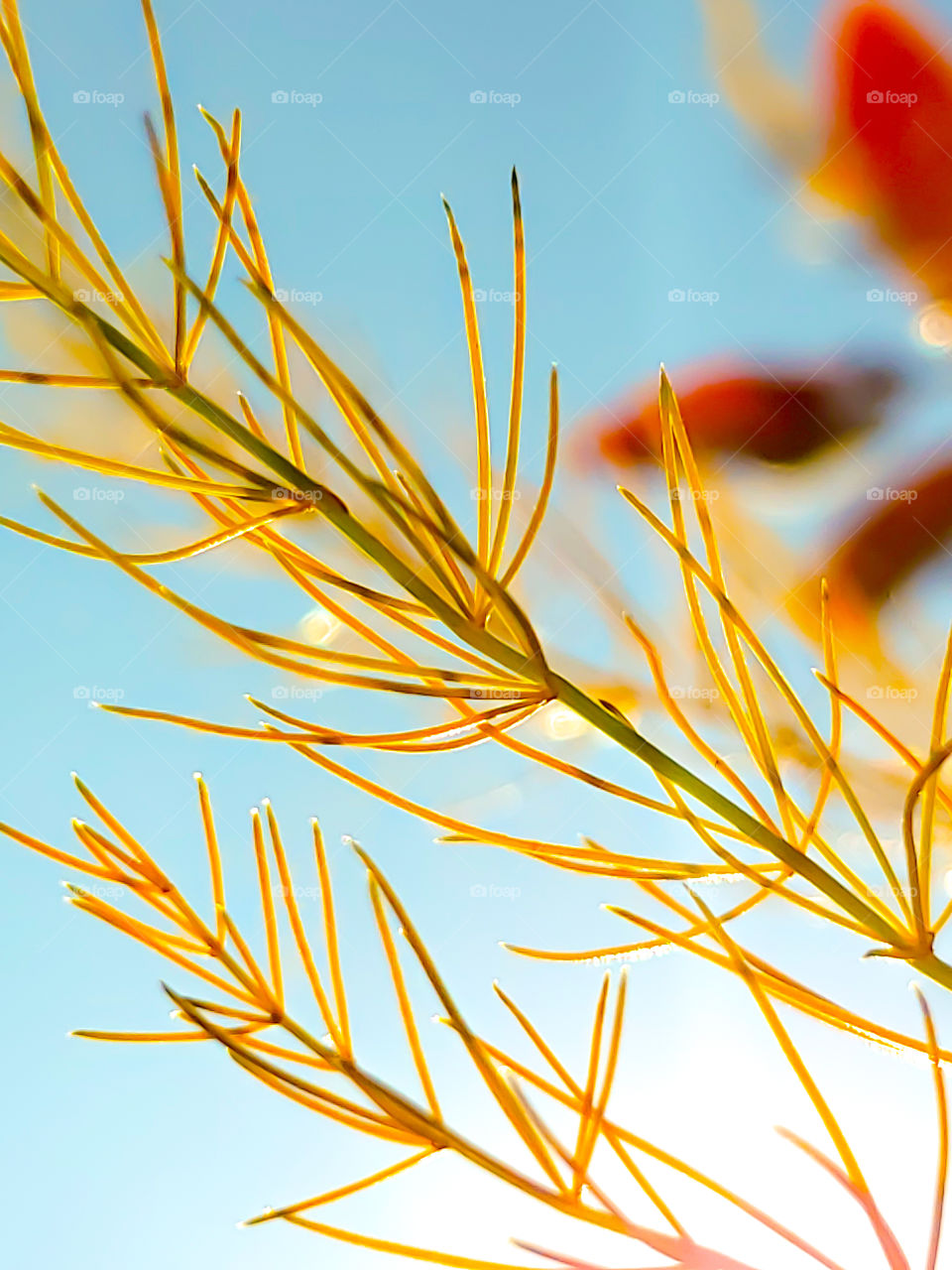 Close up of an asparagus fern that has turned yellow and is beautifully contrasted by a blue sky and red blueberry leaves in the background. There's also a dash of sunlight illuminating in the background.