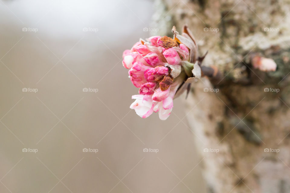 Pink flower bud on a tree trunk in early spring 