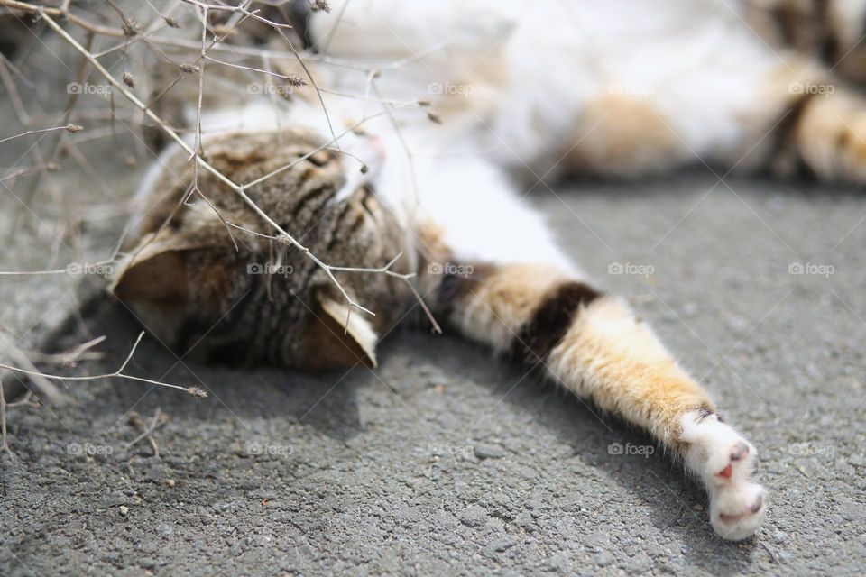 Cute cat at the street 