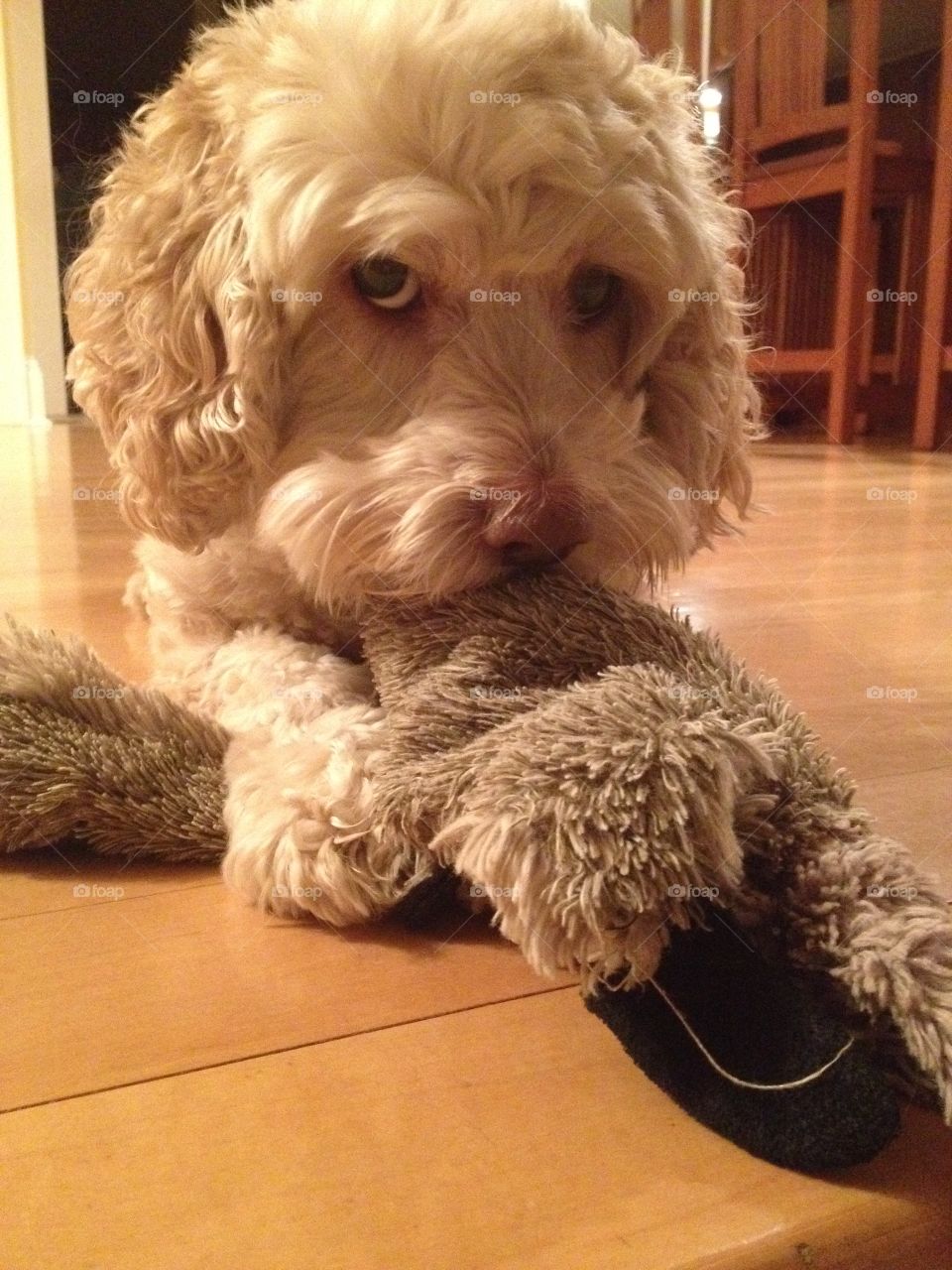 Cockapoo puppy doesn't want to share his toy.