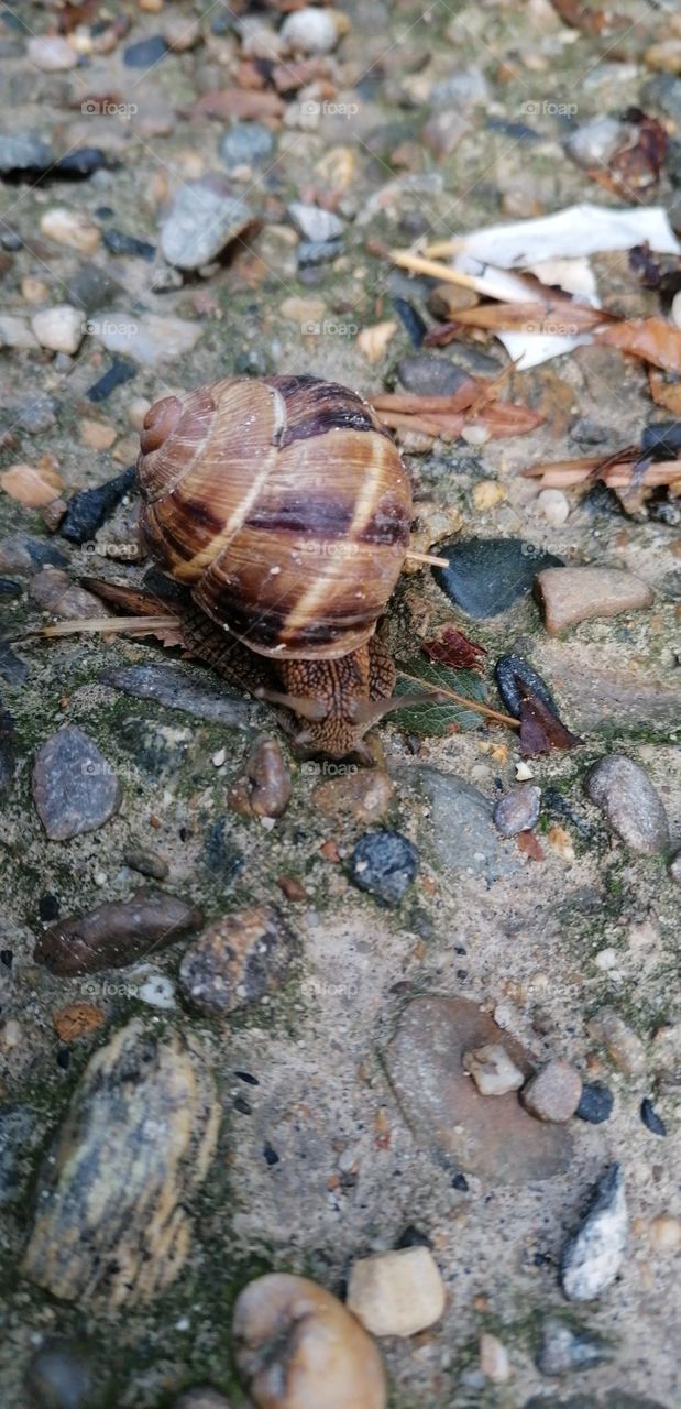 Snail