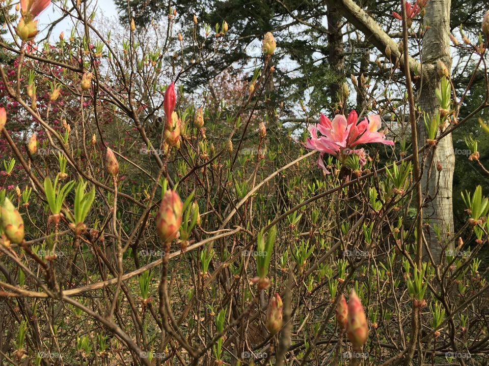 Close-up of flowers