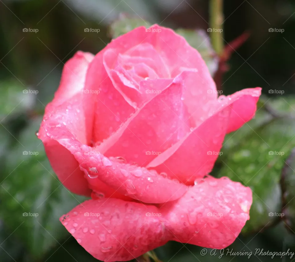rose