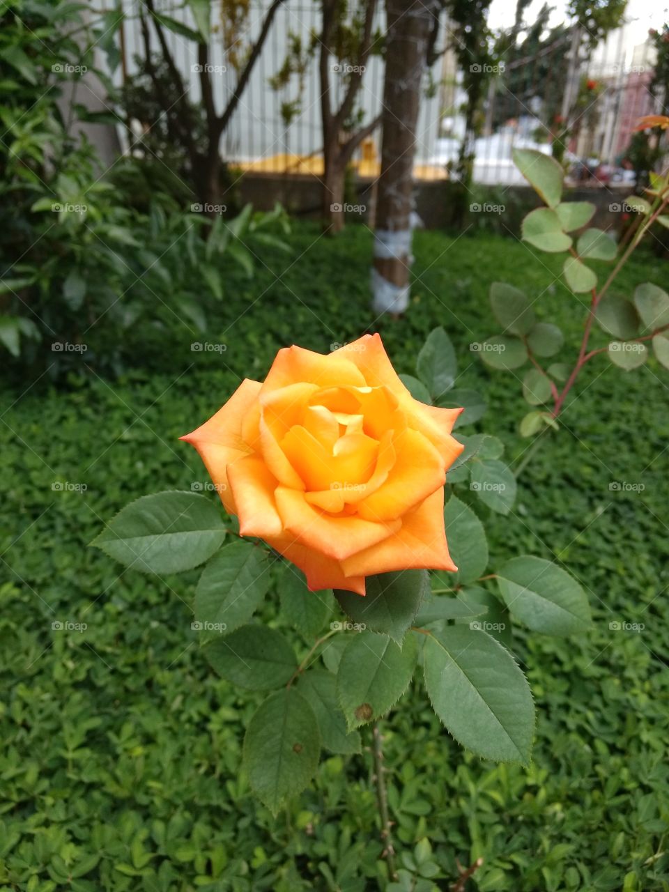 Orange Rose