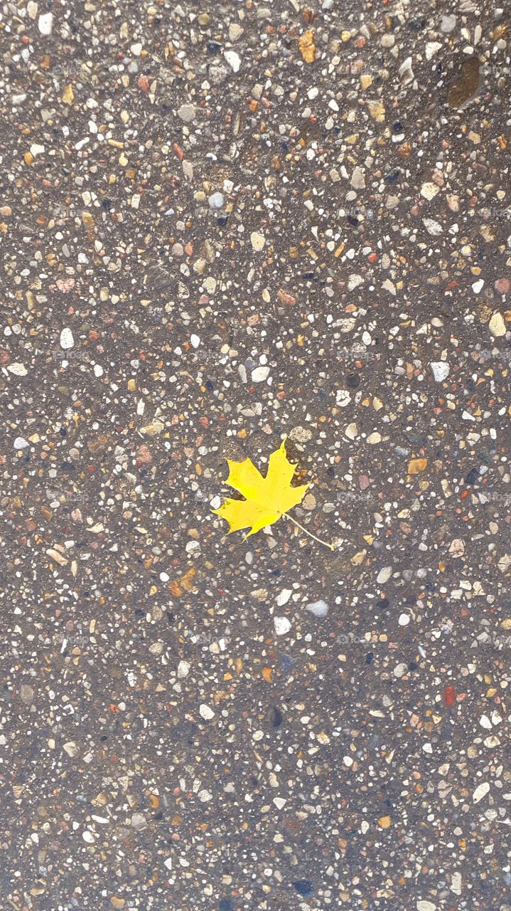 одинокий листик