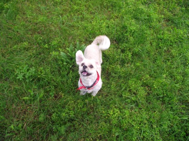Dog happy having fun shitzu dog