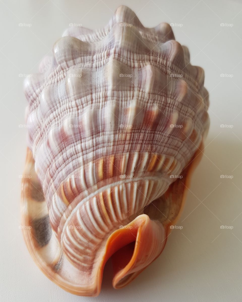 Extreme close-up of conch shell