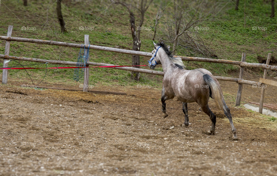 Majestic horses 