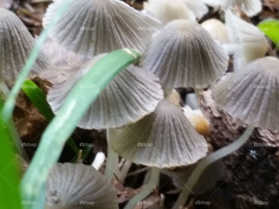 mushroom story2. mushrooms