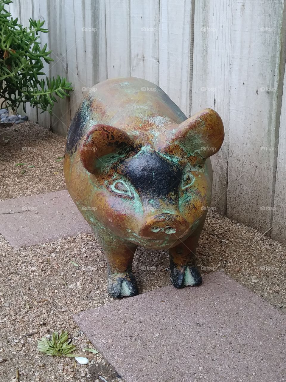 pig clay mexico