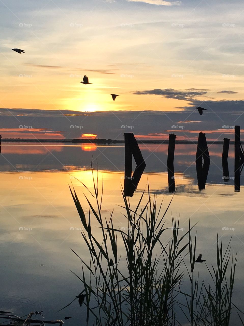 Birds in the sunrise