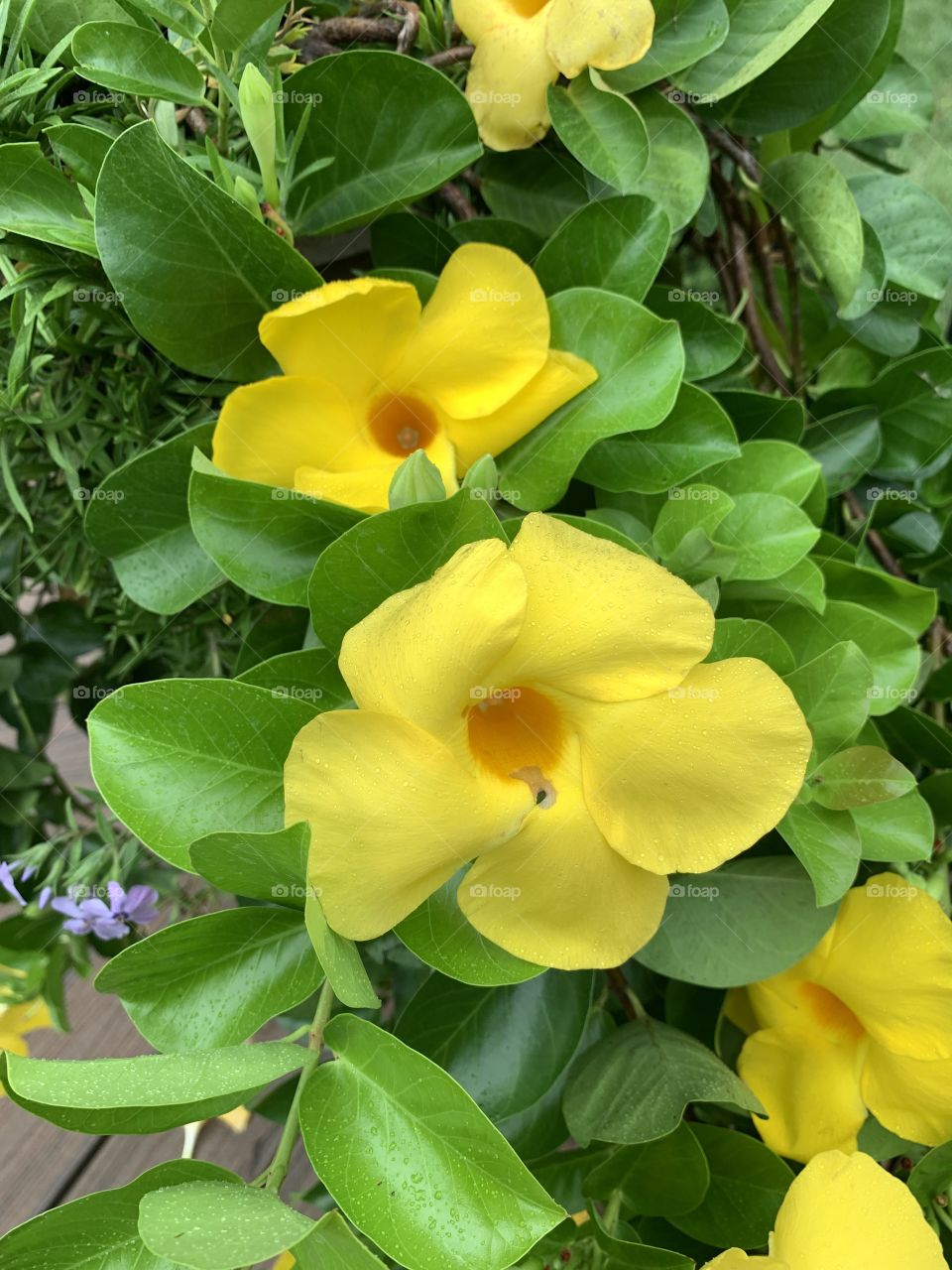 Beautiful yellow flowers