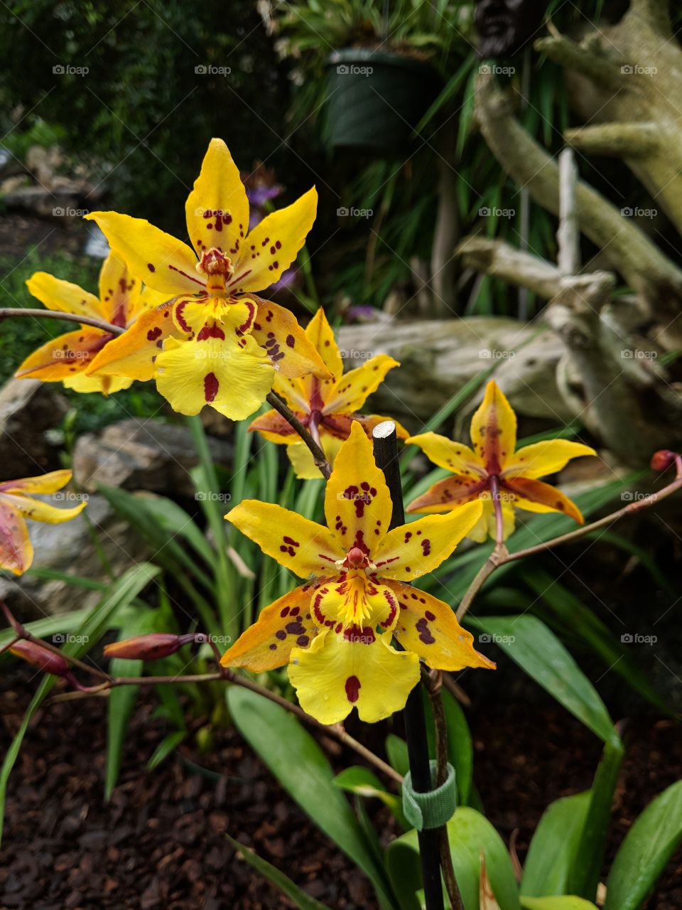 Yellow tiger orchid grouping