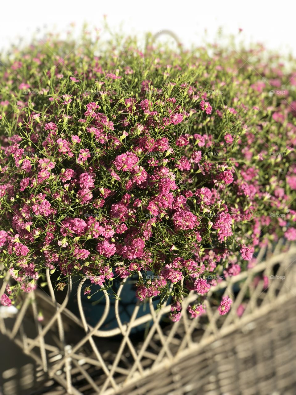 Pink / Purple summer flowers 