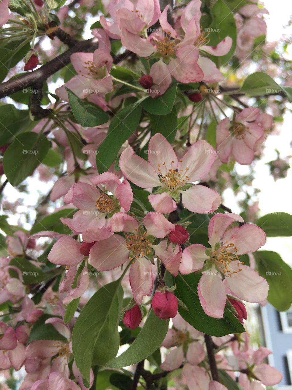 Blossoms in CT in early May