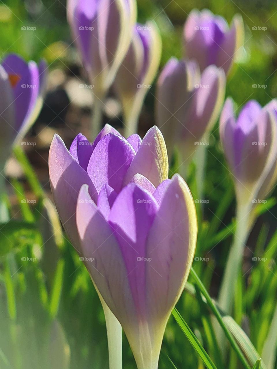 Beauty of flowers