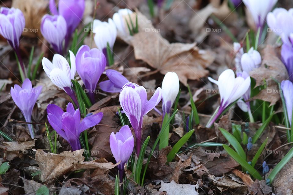 Corcus flowers blooming in spring