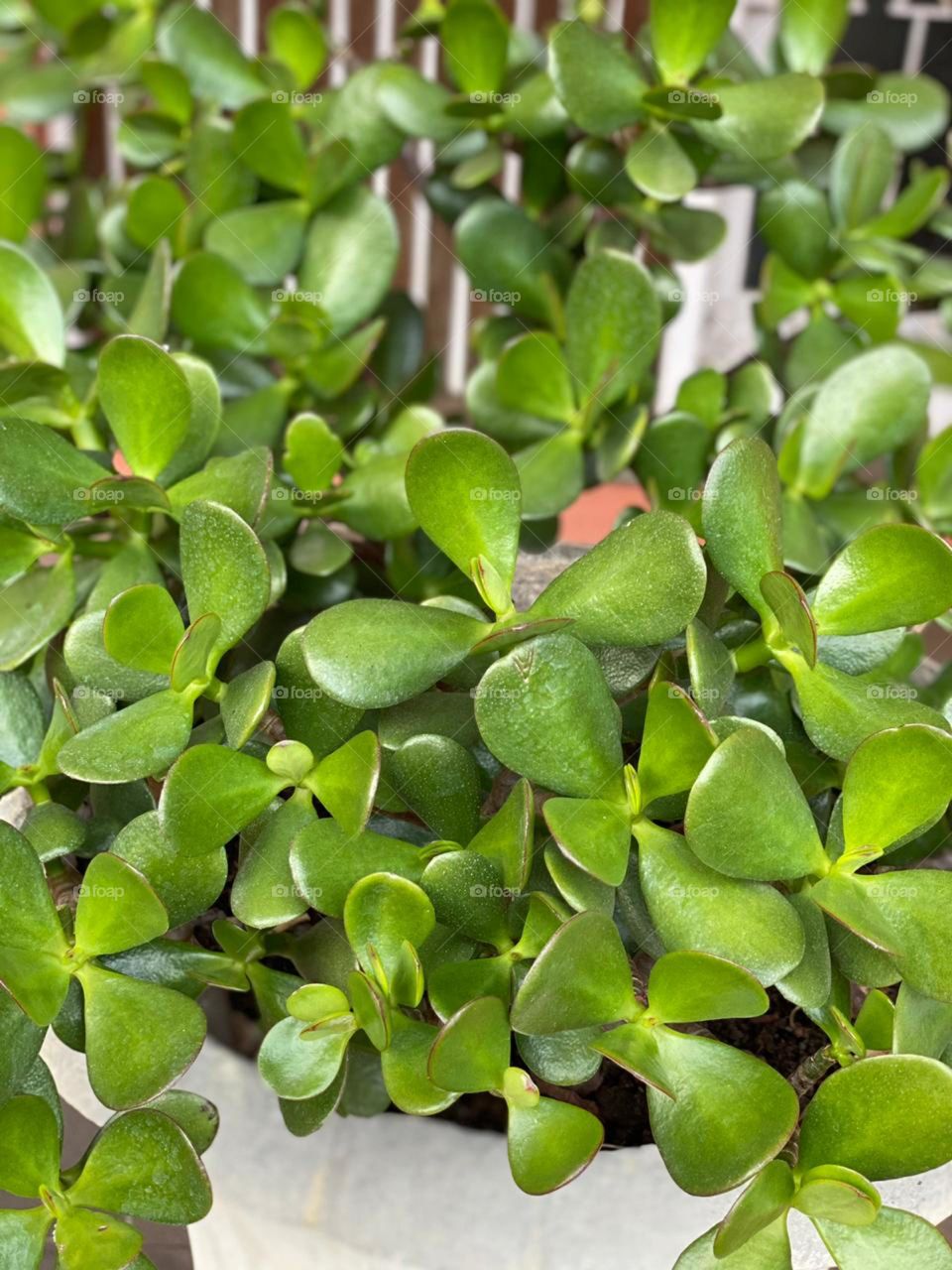 Plastic or natural? Guess what?