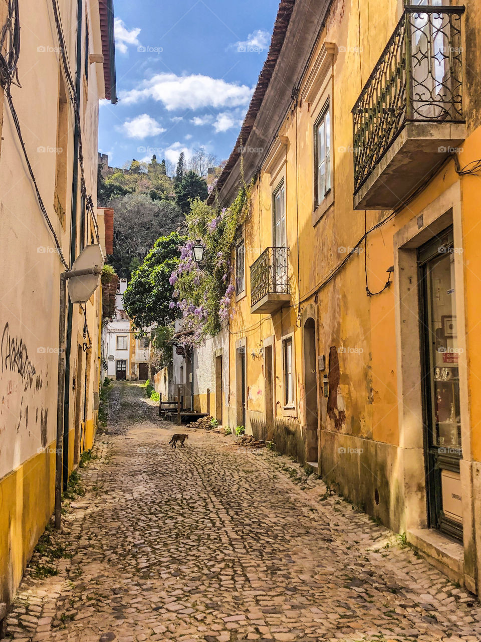 A cat on an otherwise empty cobbled street, below the Templar Castle in the Portuguese city of Tomar, during the Covid-19 outbreak March 2020