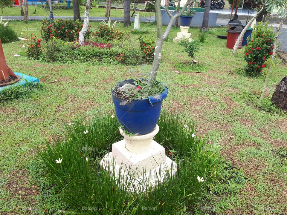 blue pot surrounded by green grass