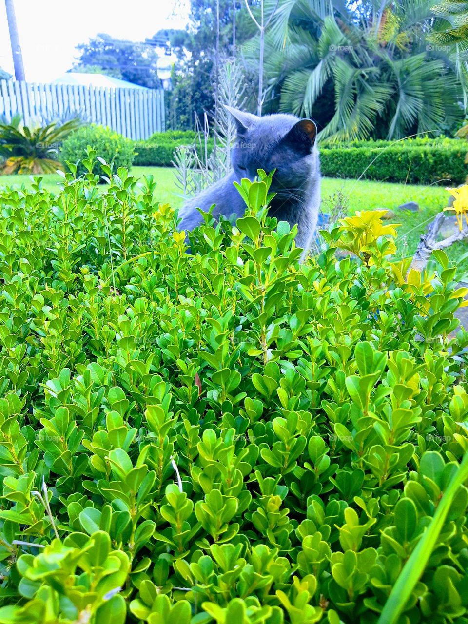 cat smelling a plant