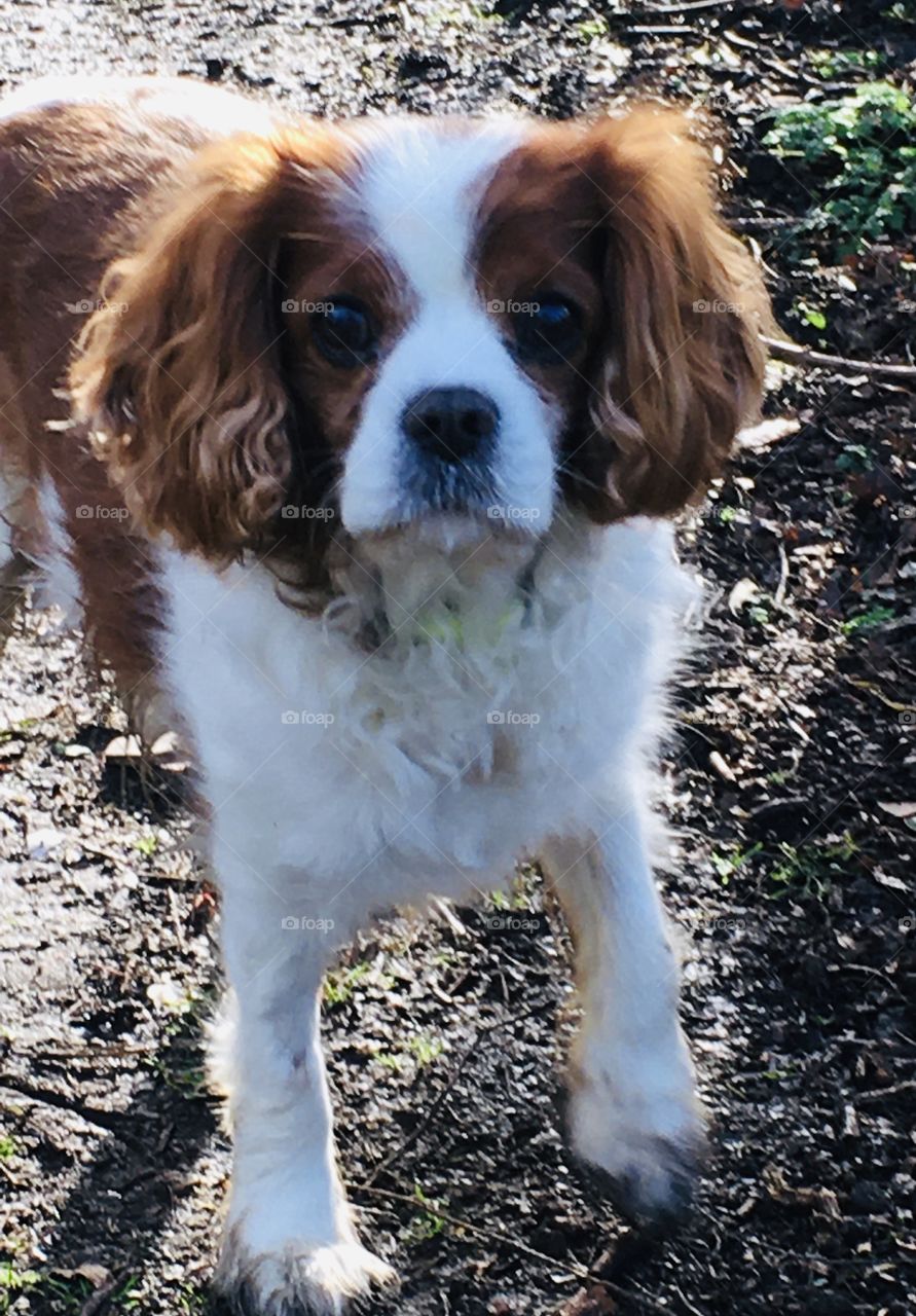 My cute Cavalier King Charles enjoying his muddy walk in the afternoon sunshine.