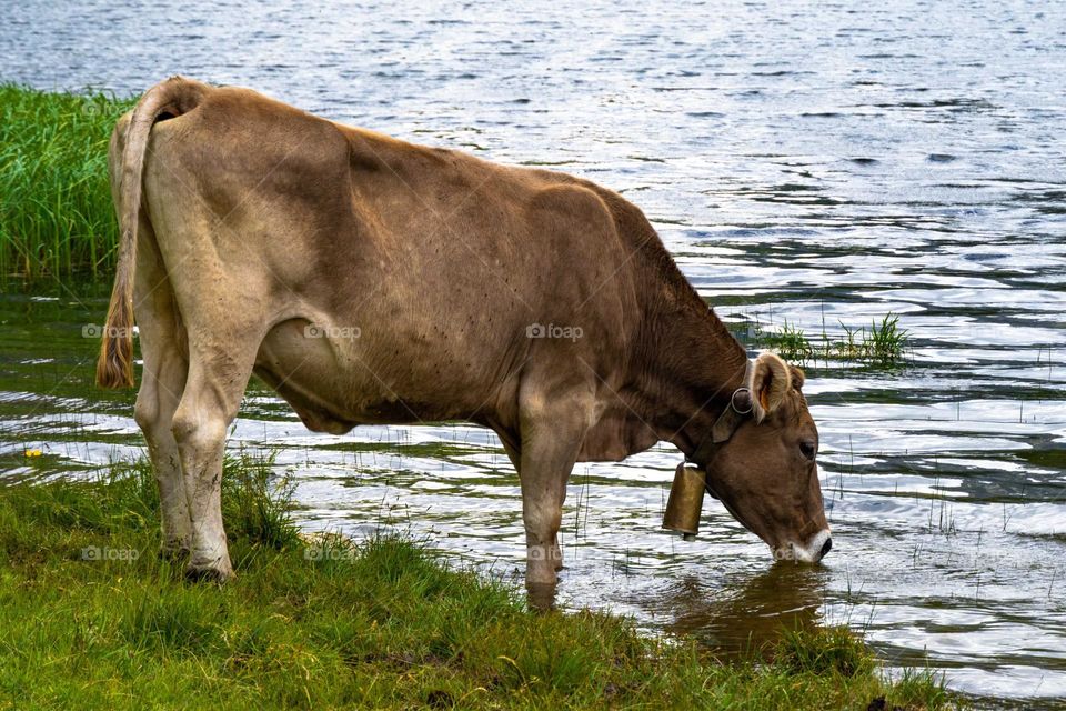 vaca bebiendo agua en el rio