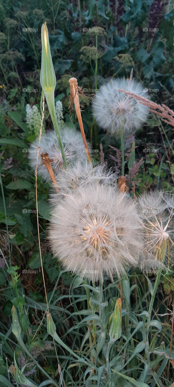 dandelion family