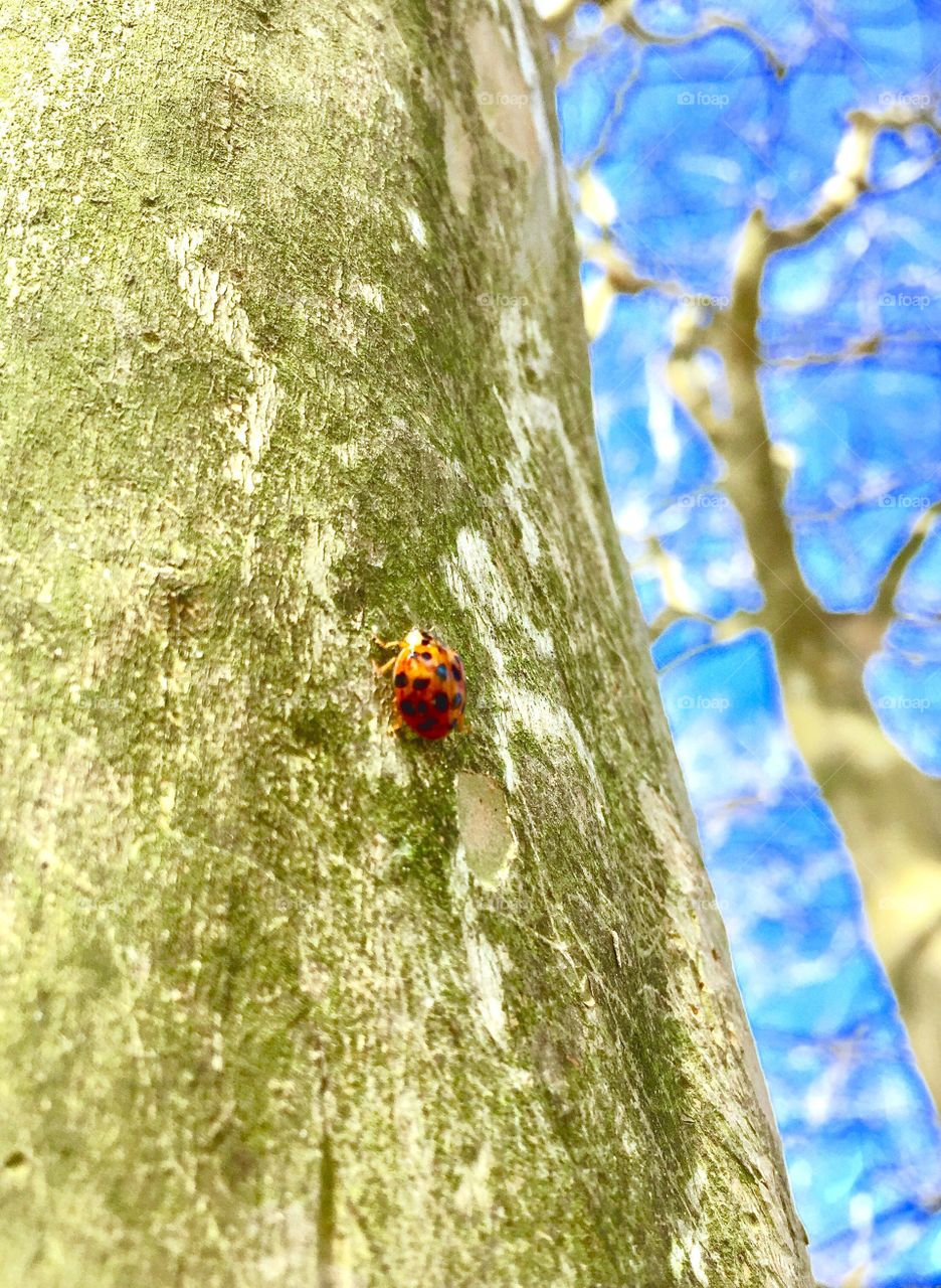 Ladybug 