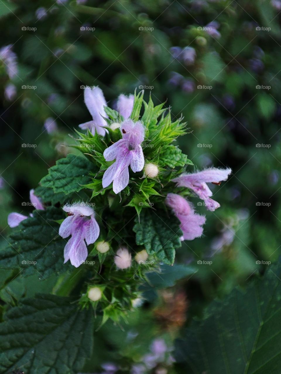 Macro photo of a summer plant