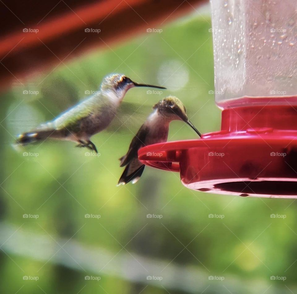 2 hummingbirds gathering around their watering hole to enjoy an afternoon sip.