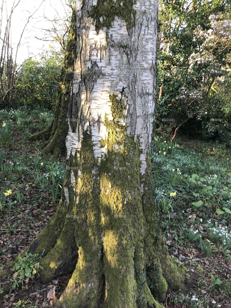 The peeling bark resembles a castle entrance