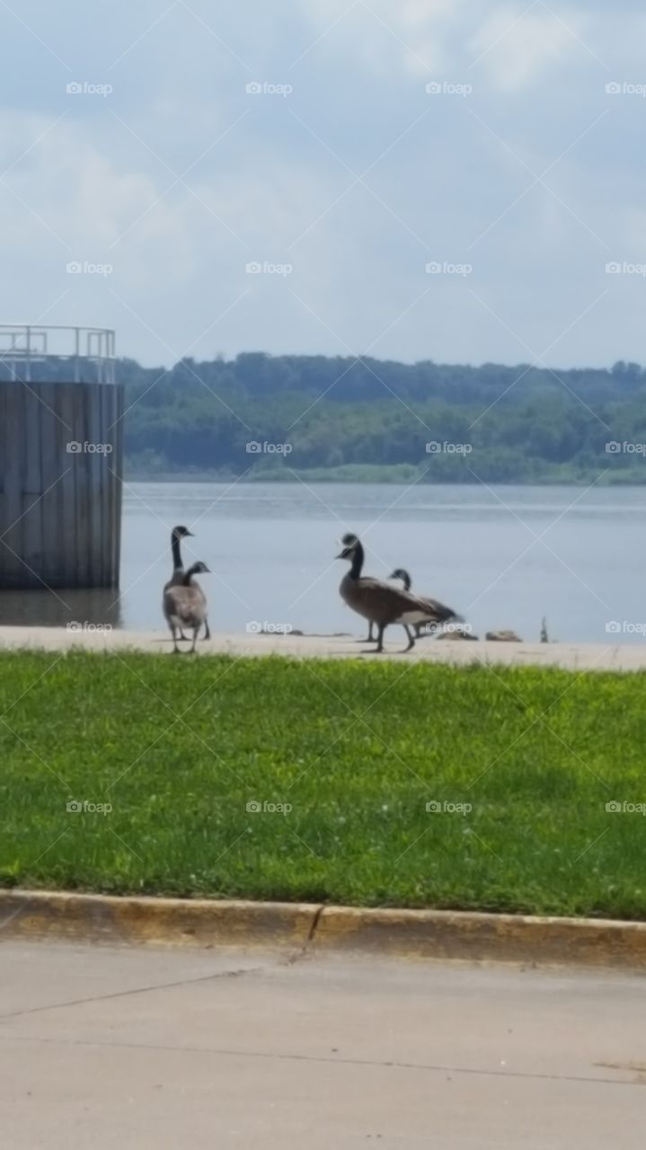 geese